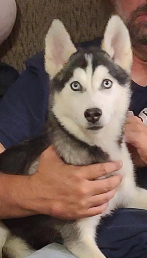 Enlarge Ivy, a Adopted Husky in Fort Stockton, TX image 2/2