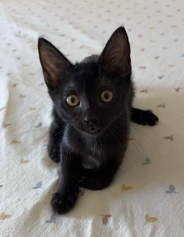 Birdie- Famous Larry's, Adoptable, Kitten Female Bombay.
