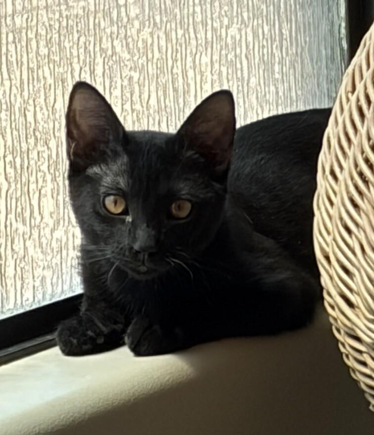 Birdie- Famous Larry's, a Adoptable mixed breed in Anthem, AZ image 2/3
