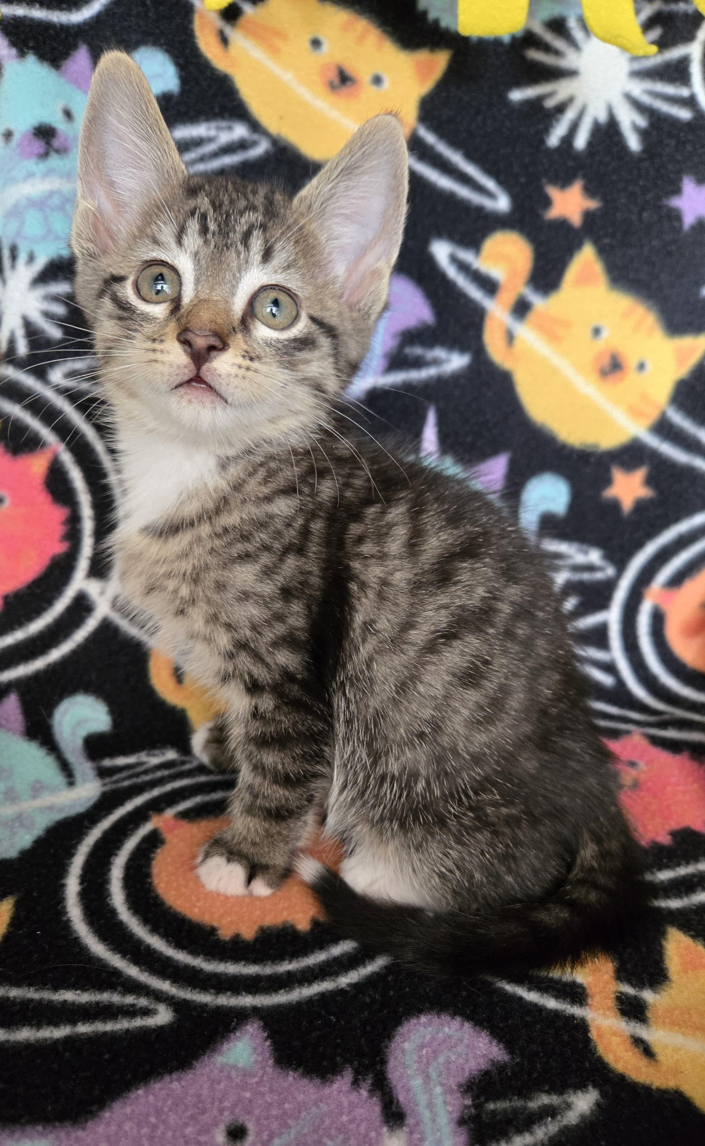 Enlarge Tip, a Adoptable American Shorthair in Boca Raton, FL image 2/4