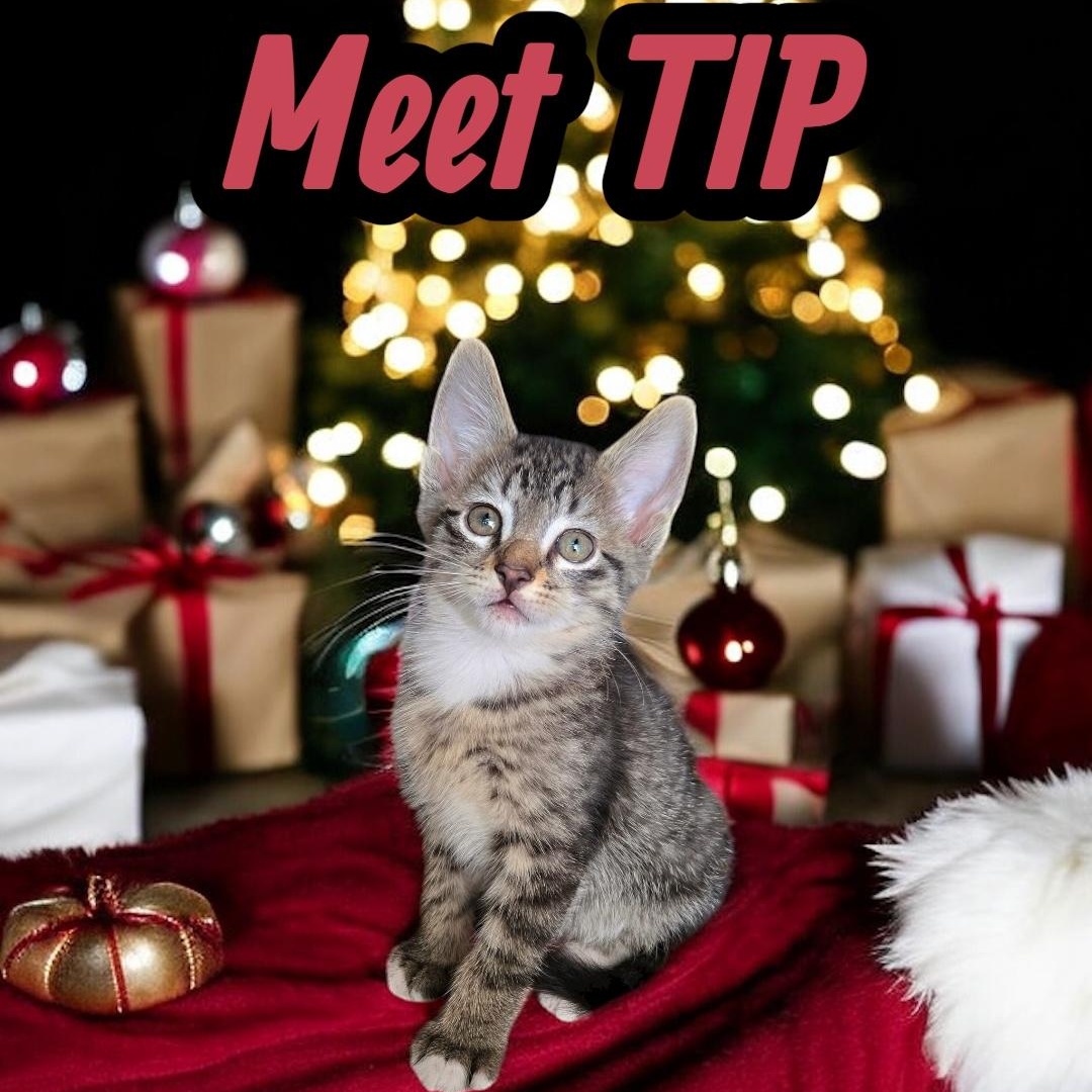 Enlarge Tip, a Adoptable American Shorthair in Boca Raton, FL image 1/4