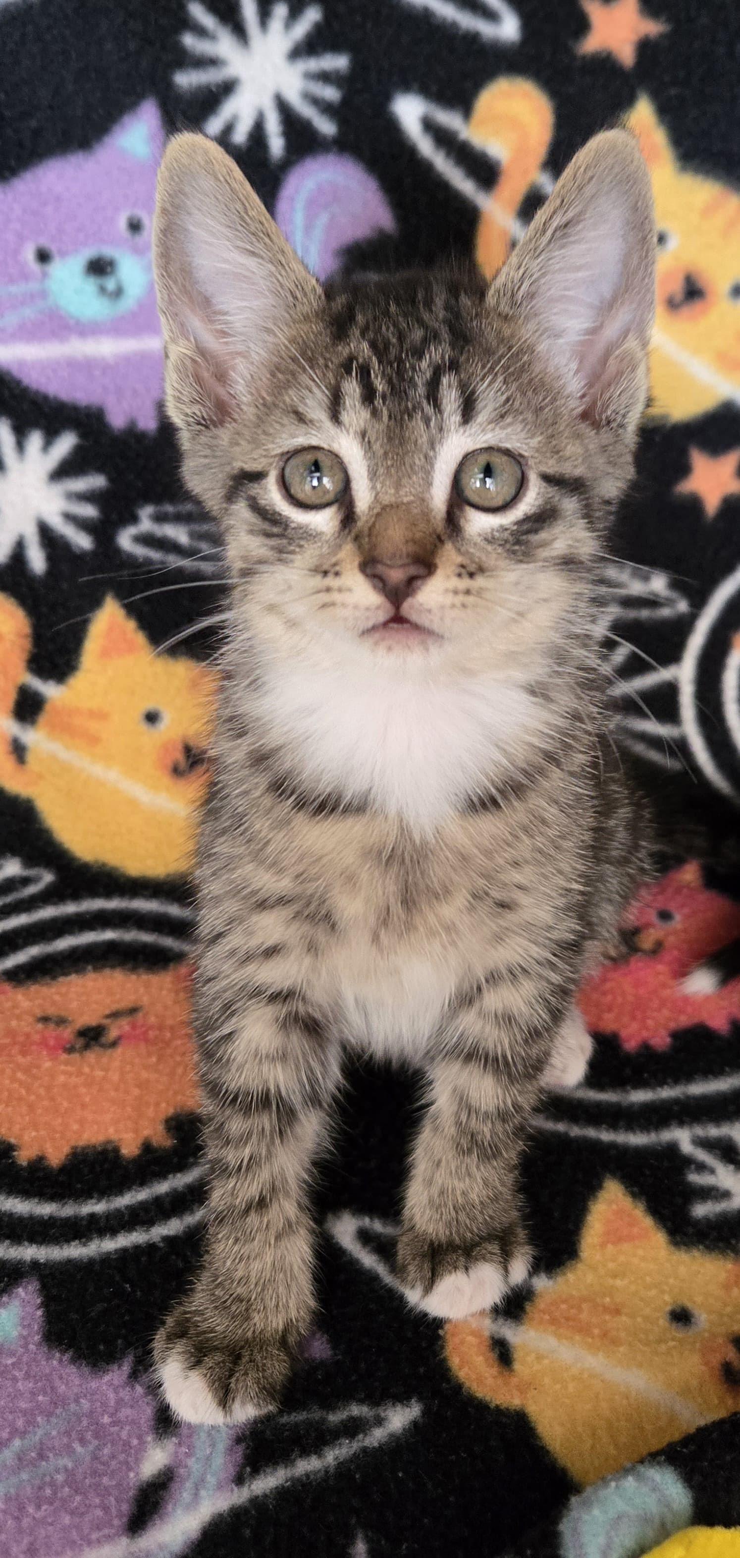 Enlarge Tip, a Adoptable American Shorthair in Boca Raton, FL image 3/4