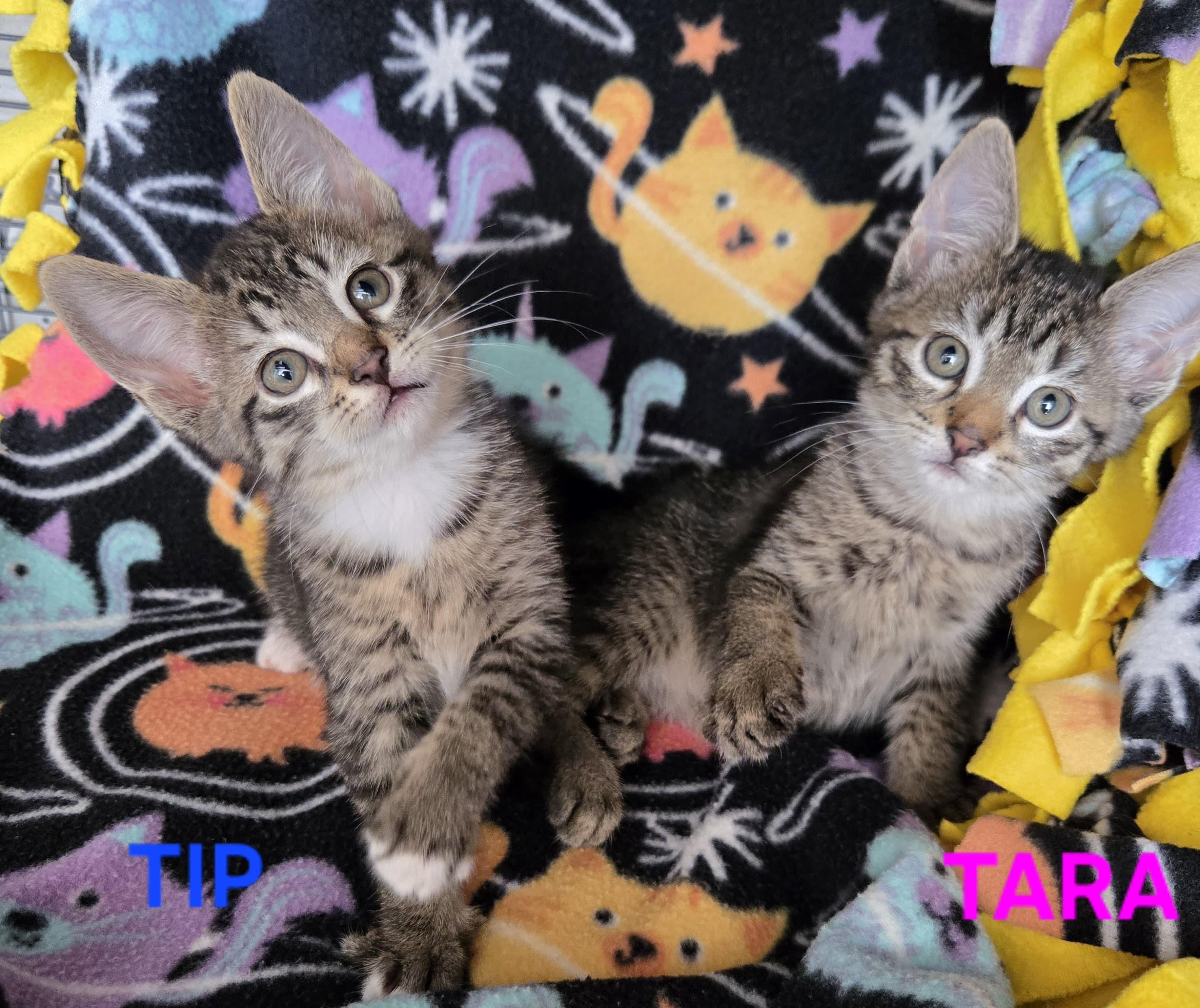 Enlarge Tip, a Adoptable American Shorthair in Boca Raton, FL image 4/4