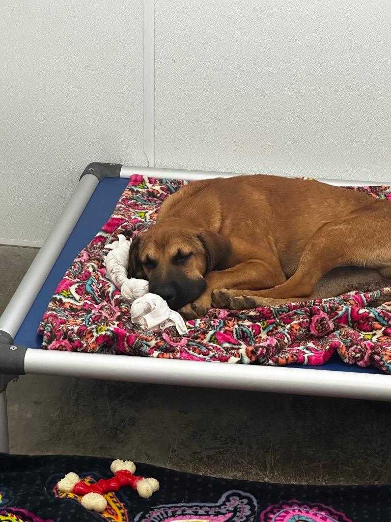 Jed, Adoptable, Puppy Male Mixed Breed.