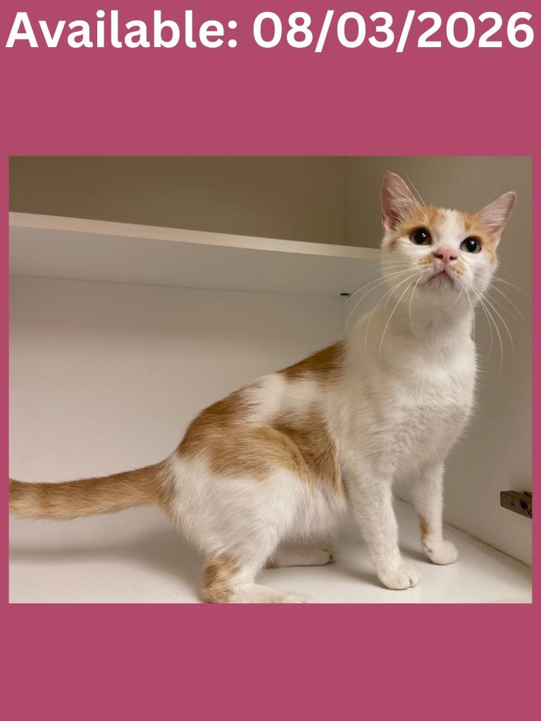 Enlarge Cat Condo #19, a Adoptable mixed breed in Greenville, TX image 1/2