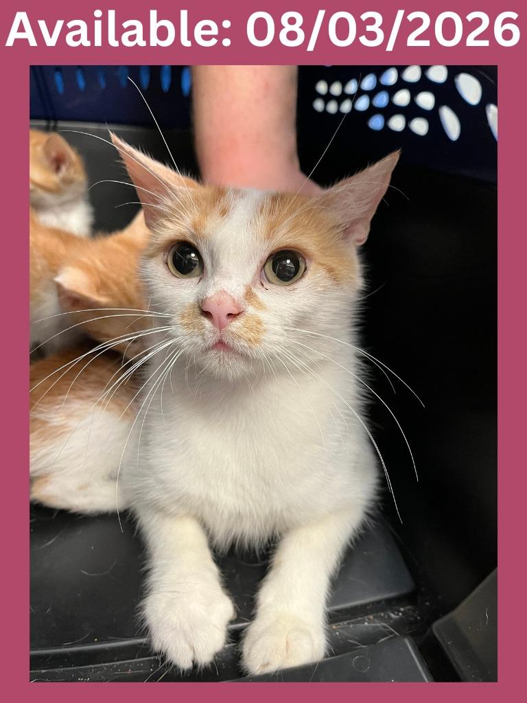 Enlarge Cat Condo #19, a Adoptable mixed breed in Greenville, TX image 2/2