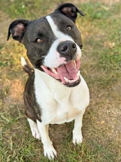 Mia, Adoptable, Adult Female Pit Bull Terrier & Mixed Breed.