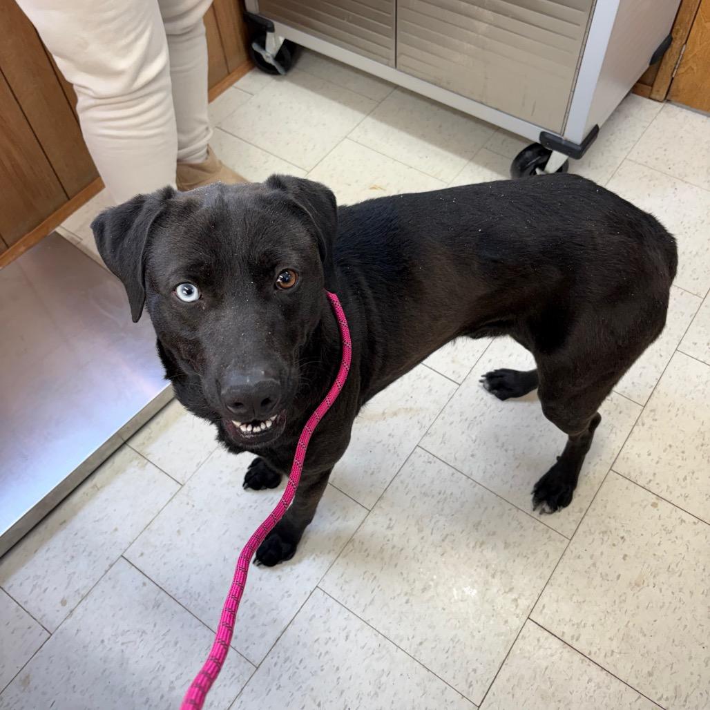 Bentley(Weekend Warrior), Adoptable, Adult Male Mixed Breed.