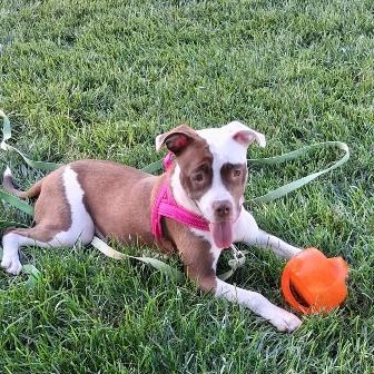 Enlarge Athena, a ADOPTABLE mixed breed in West Milton, OH image 2/6