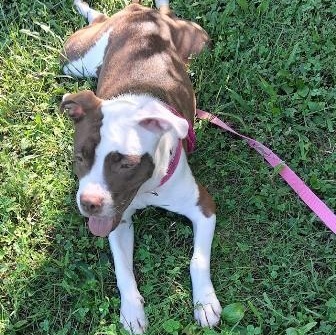 Enlarge Athena, a ADOPTABLE mixed breed in West Milton, OH image 3/6