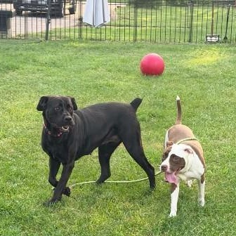 Enlarge Athena, a ADOPTABLE mixed breed in West Milton, OH image 5/6