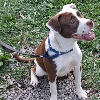 Athena, ADOPTABLE, Young Female Boxer & Terrier.