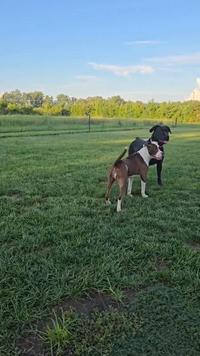 Enlarge Athena, a ADOPTABLE mixed breed in West Milton, OH video 4/6