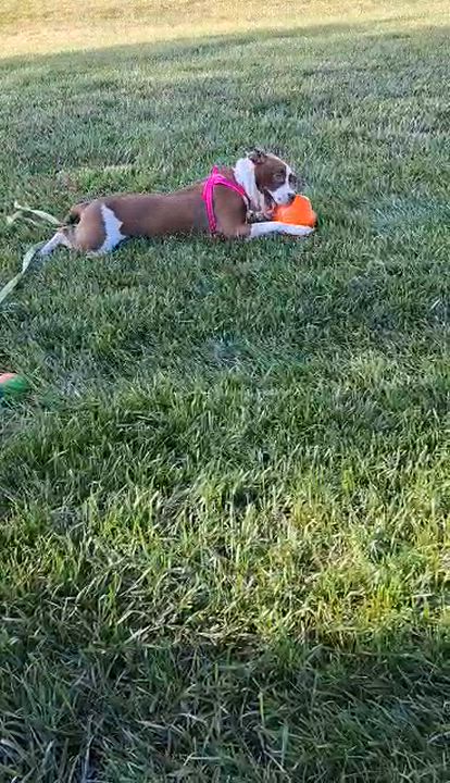 Enlarge Athena, a ADOPTABLE mixed breed in West Milton, OH video 6/6