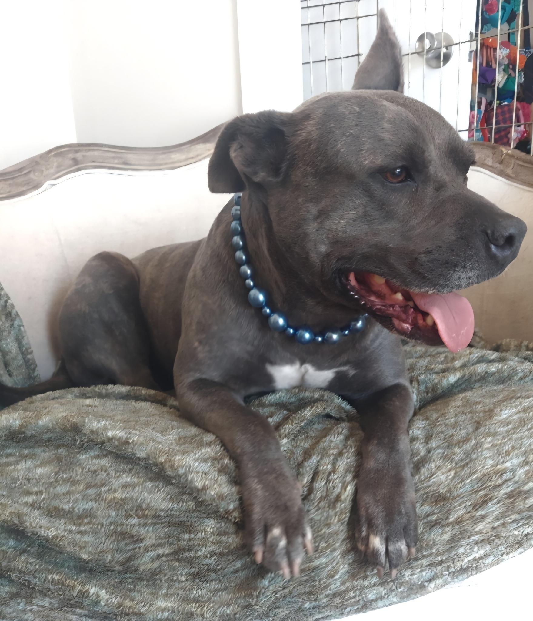 Darlin, an adoptable Terrier in Bolivar, TN, 38008 | Photo Image 1