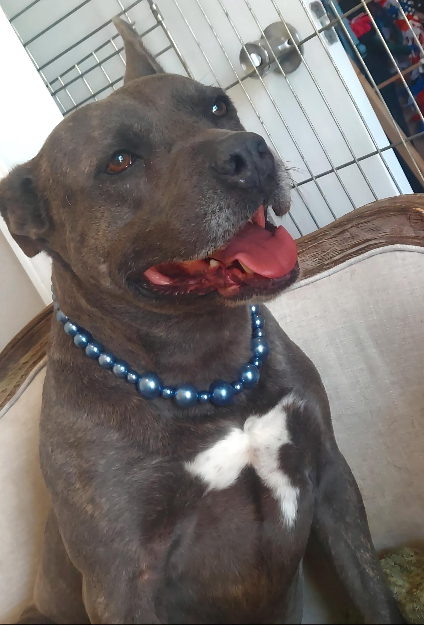 Enlarge Darlin, a Adoptable mixed breed in Bolivar, TN image 5/5