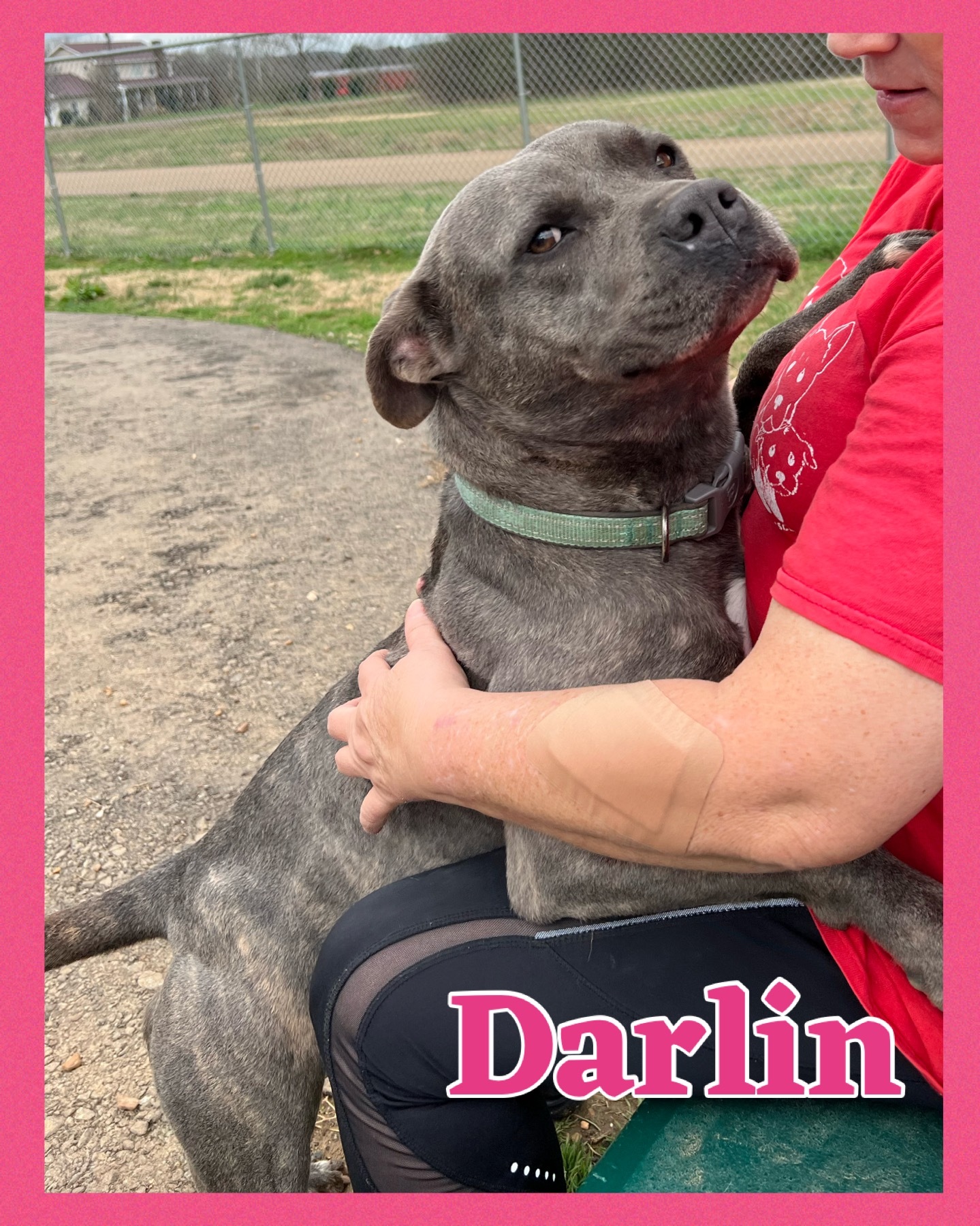Darlin, Adult Female Terrier