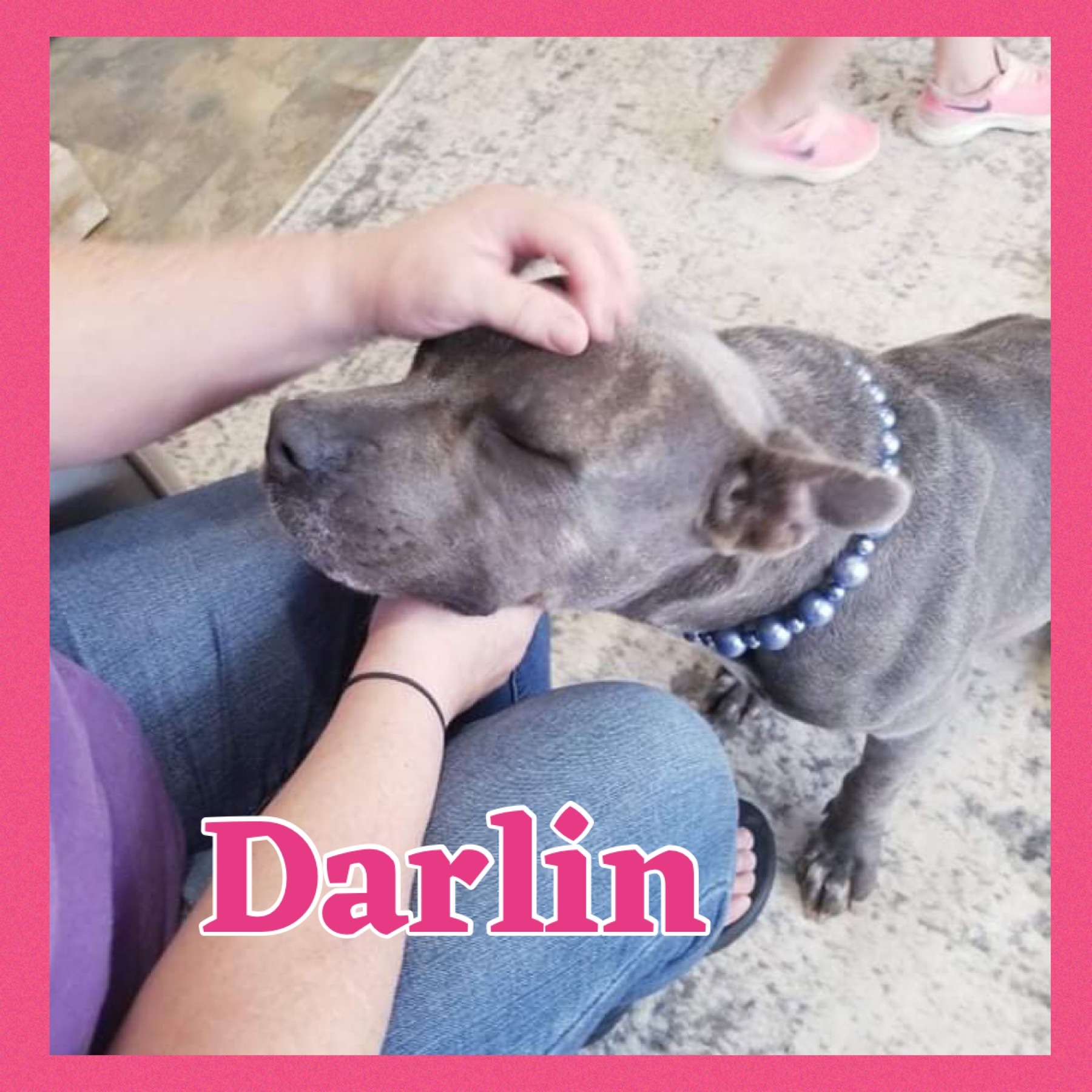 Enlarge Darlin, a Adoptable mixed breed in Bolivar, TN image 3/5