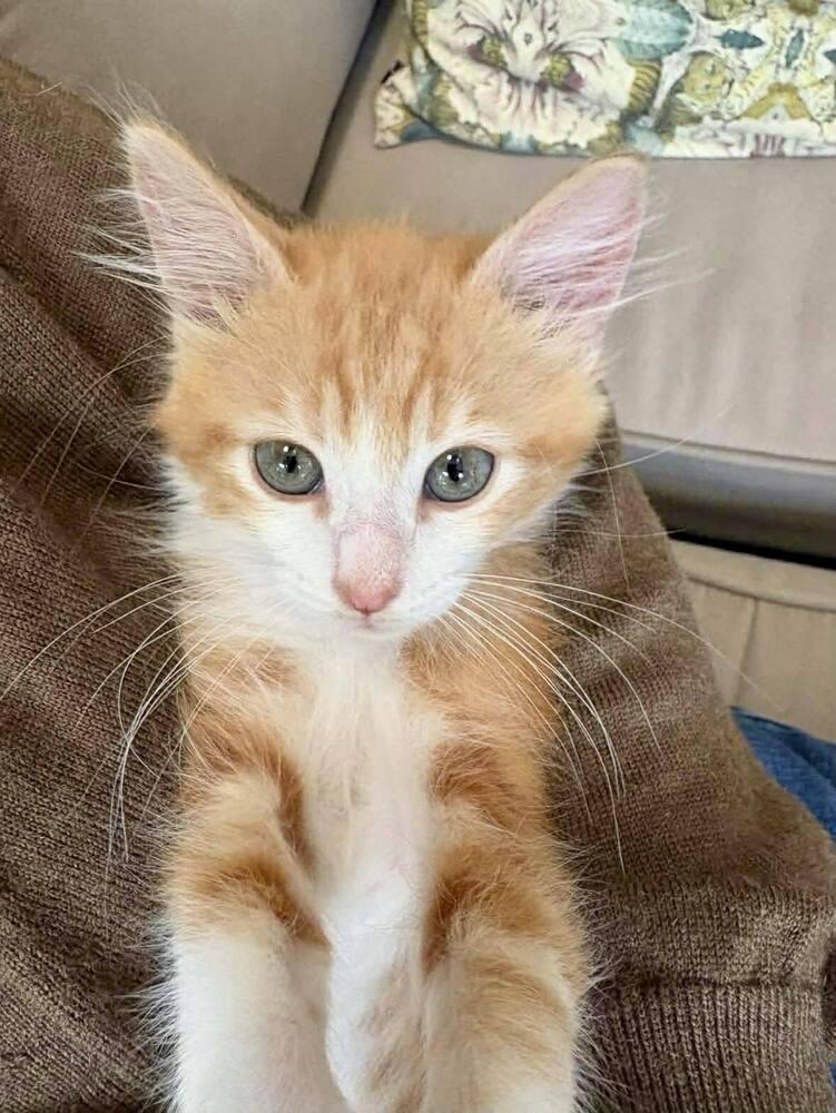 Gouda, Adoptable, Kitten Male Domestic Medium Hair.