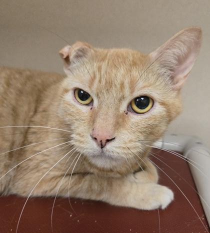 Gingerbread - By Appointment Only, Adoptable, Senior Male Domestic Short Hair & Domestic Short Hair.