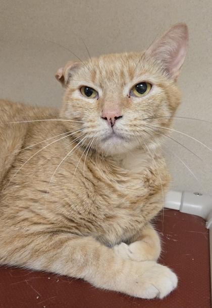 Enlarge Gingerbread - By Appointment Only, a Adoptable Domestic Short Hair in East Brookfield, MA image 1/2