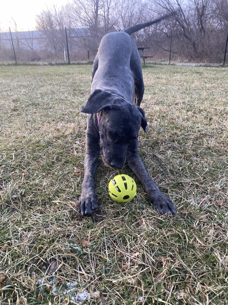 Yennefer, a Adoptable mixed breed in Cortland, NY image 1/6