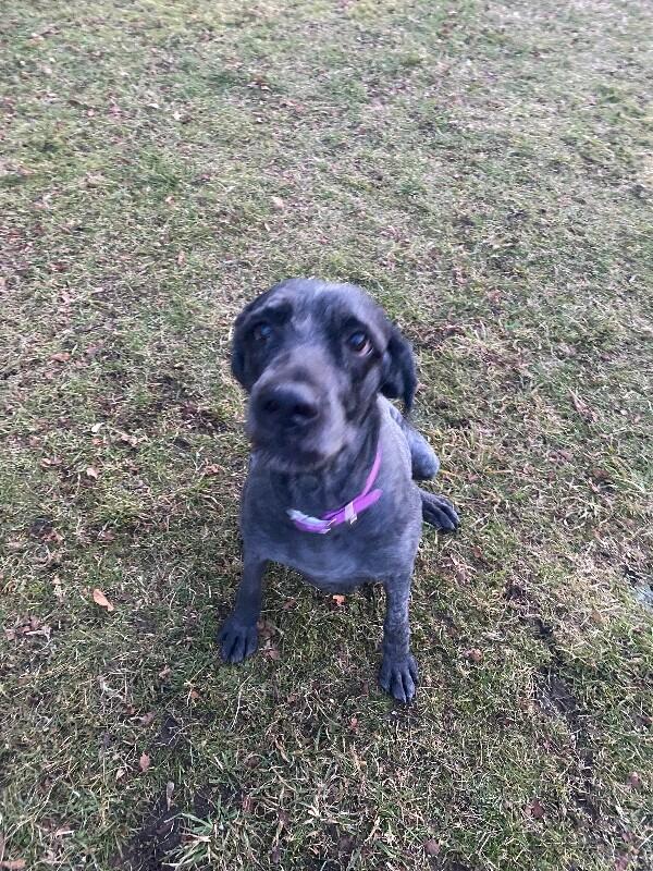 Yennefer, a Adoptable mixed breed in Cortland, NY image 2/6