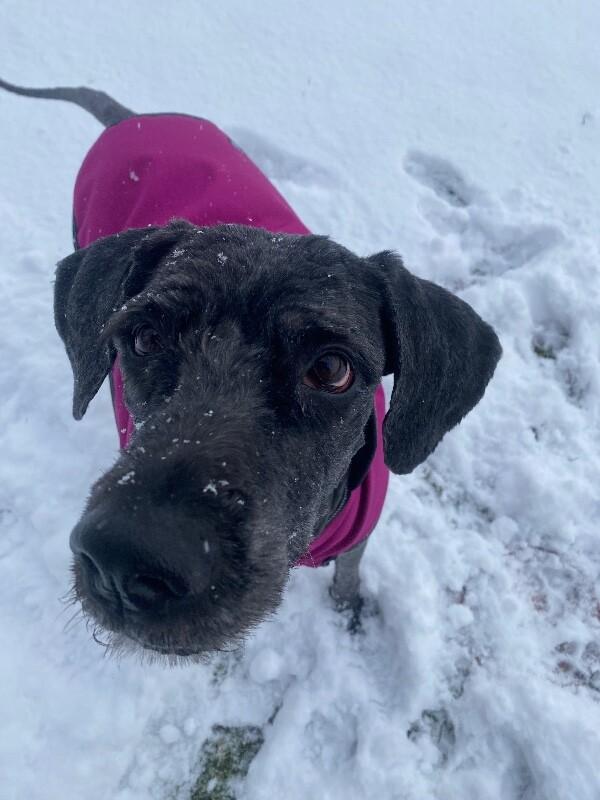 Yennefer, Adoptable, Young Female Poodle & Mixed Breed.