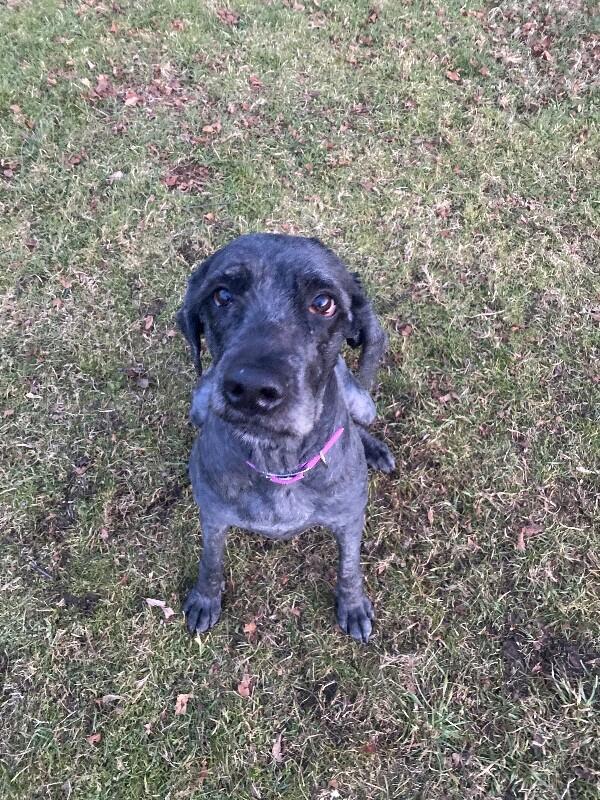 Yennefer, a Adoptable mixed breed in Cortland, NY image 3/6
