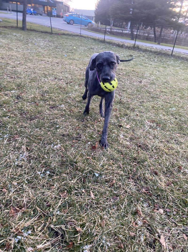 Yennefer, a Adoptable mixed breed in Cortland, NY image 5/6