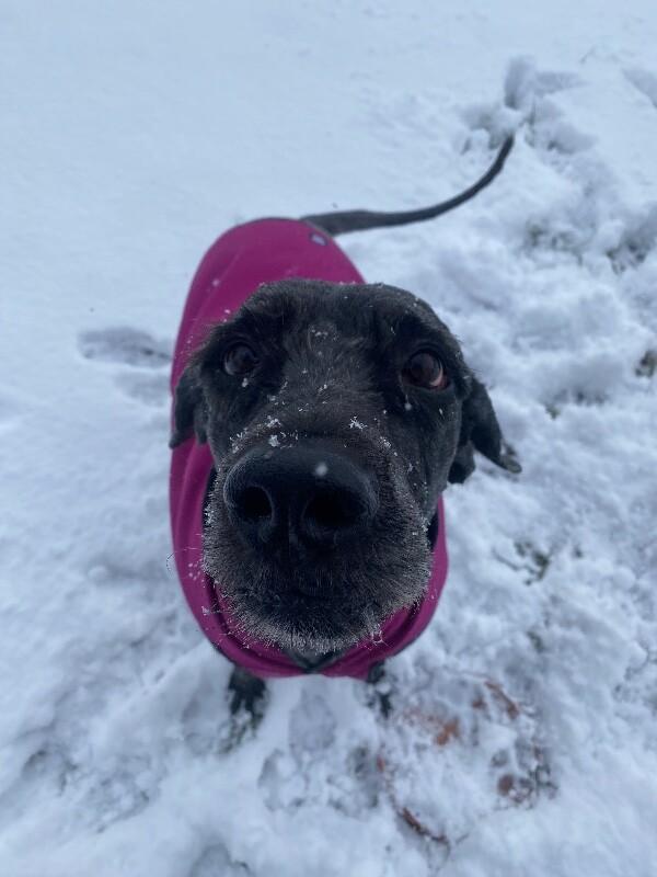 Yennefer, a Adoptable mixed breed in Cortland, NY image 6/6