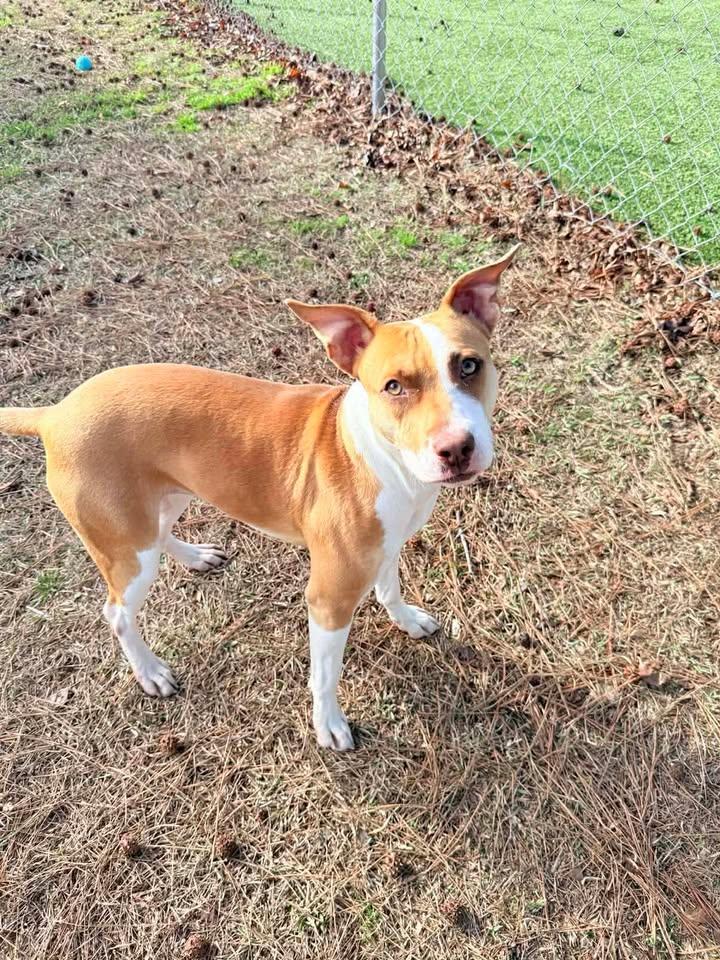 Pugsie, ADOPTABLE, Adult Female Terrier.