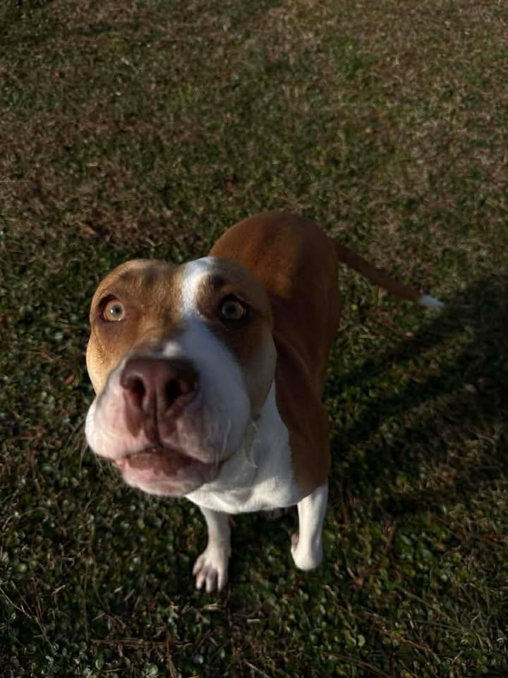 Enlarge Pugsie, a ADOPTABLE mixed breed in Wilmington, NC image 3/5