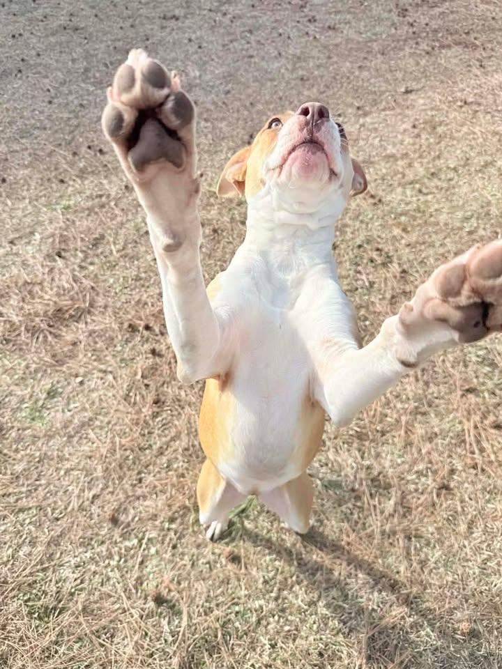 Enlarge Pugsie, a ADOPTABLE mixed breed in Wilmington, NC image 4/5