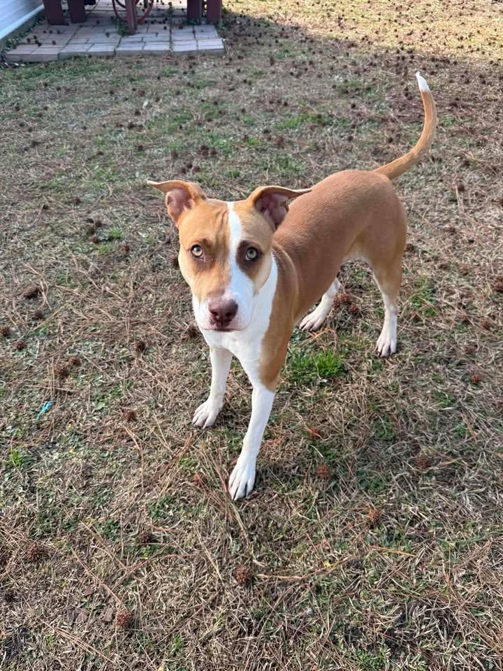 Enlarge Pugsie, a ADOPTABLE mixed breed in Wilmington, NC image 5/5