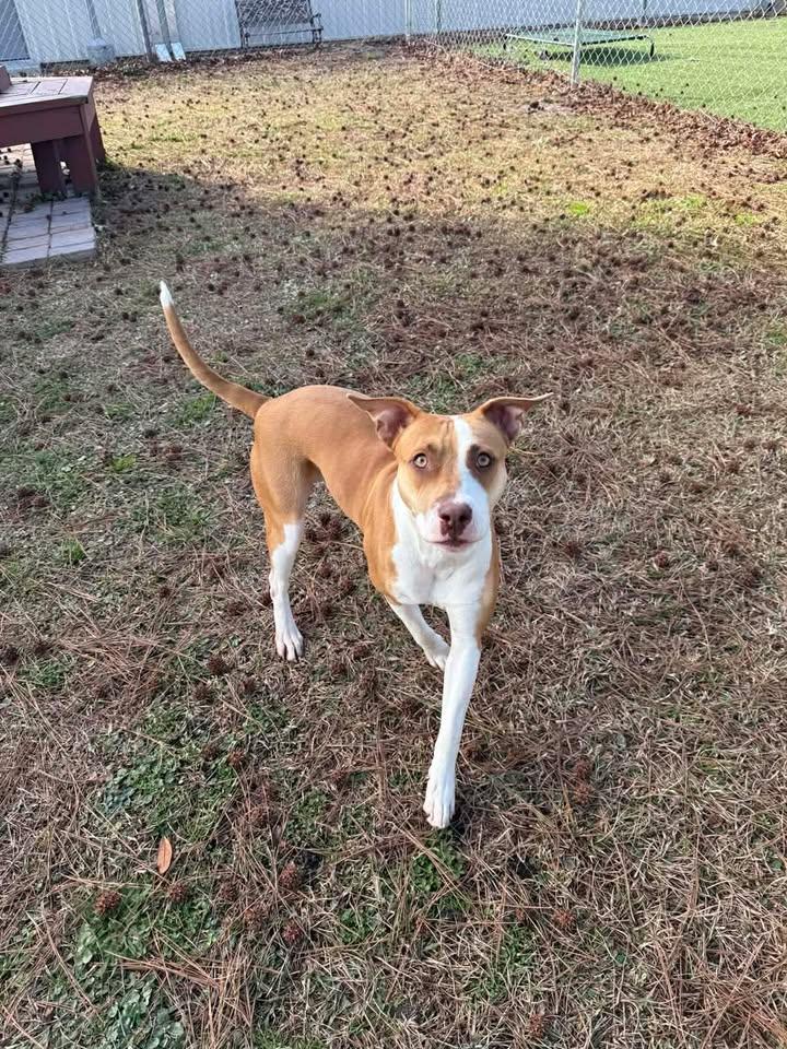 Enlarge Pugsie, a ADOPTABLE mixed breed in Wilmington, NC image 2/5