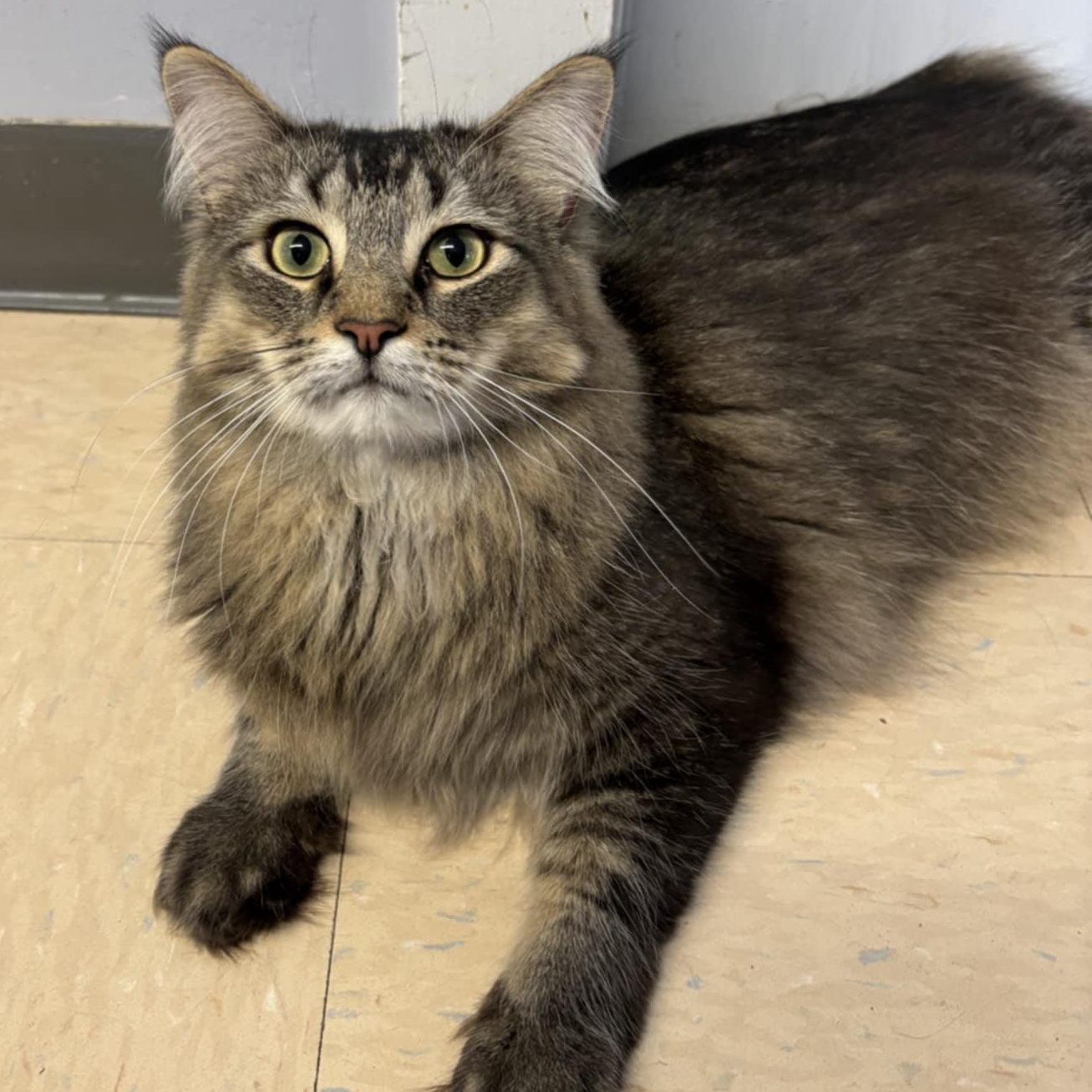 Zahir, a Adoptable Domestic Long Hair in Warwick, RI image 2/5