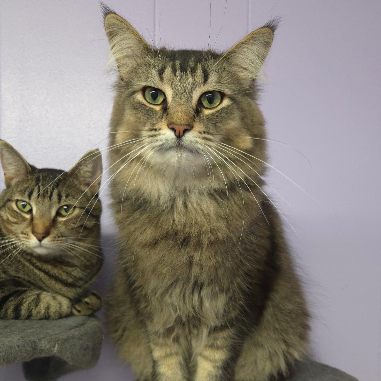 Zahir, a Adoptable Domestic Long Hair in Warwick, RI image 1/5