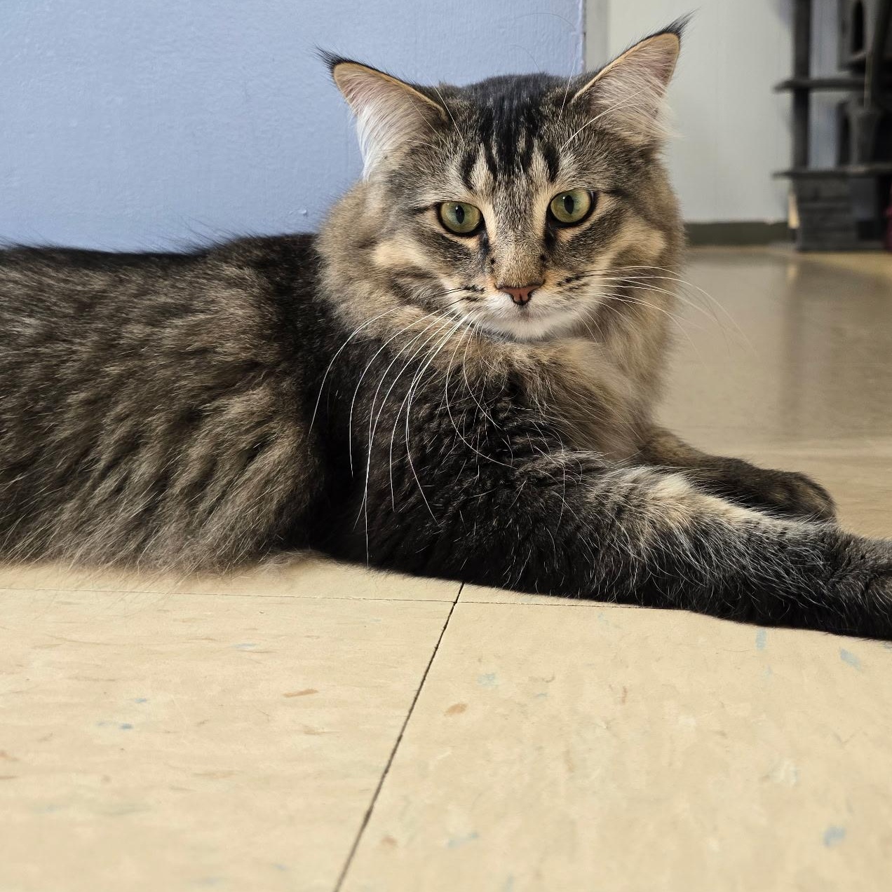 Zahir, a Adoptable Domestic Long Hair in Warwick, RI image 4/5