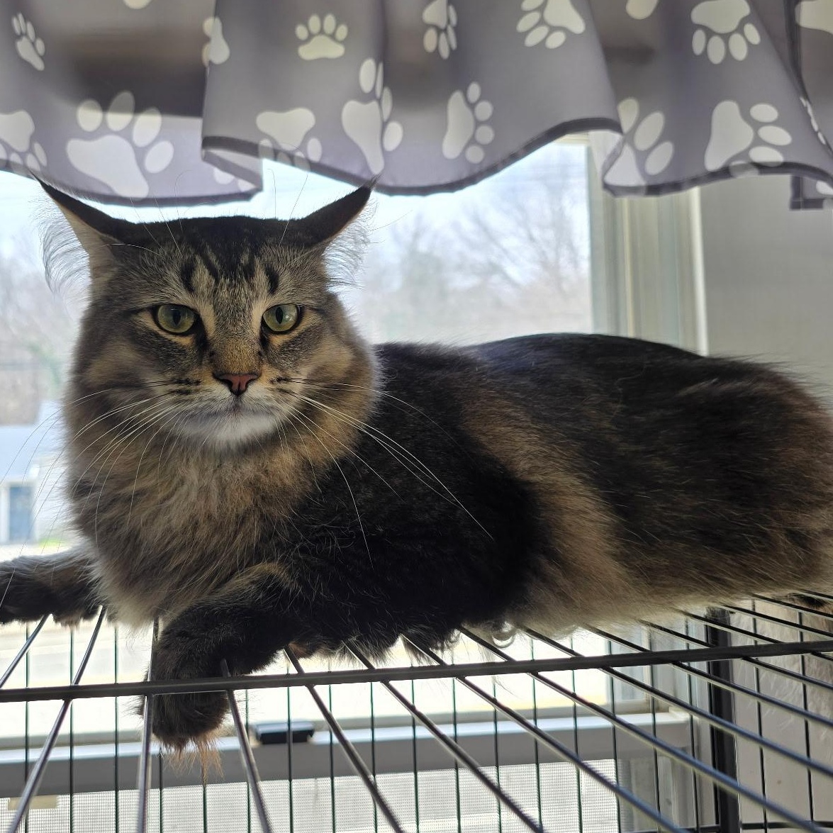 Zahir, a Adoptable Domestic Long Hair in Warwick, RI image 3/5