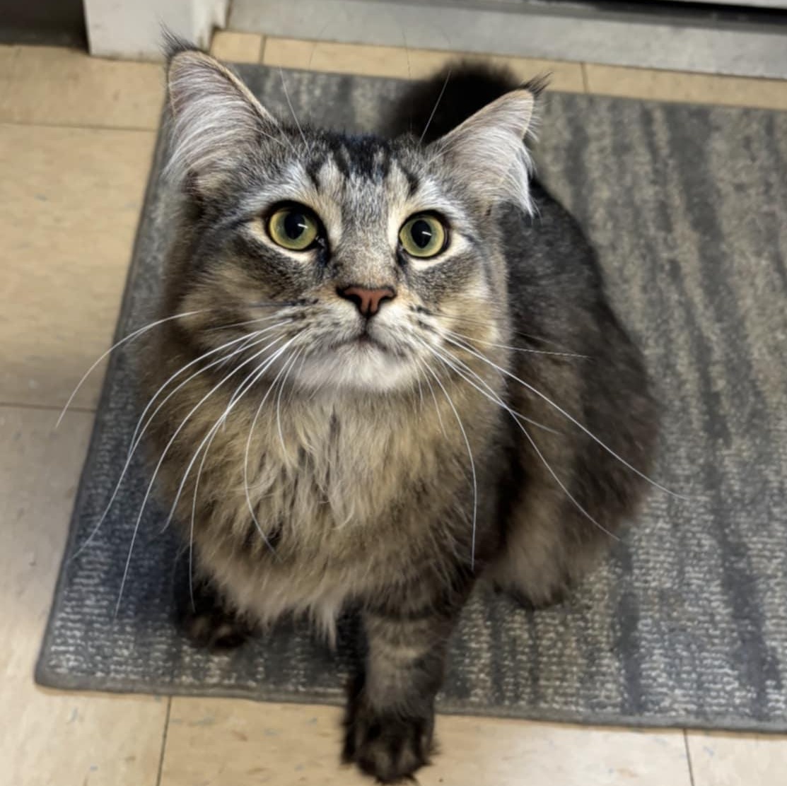Zahir, a Adoptable Domestic Long Hair in Warwick, RI image 5/5