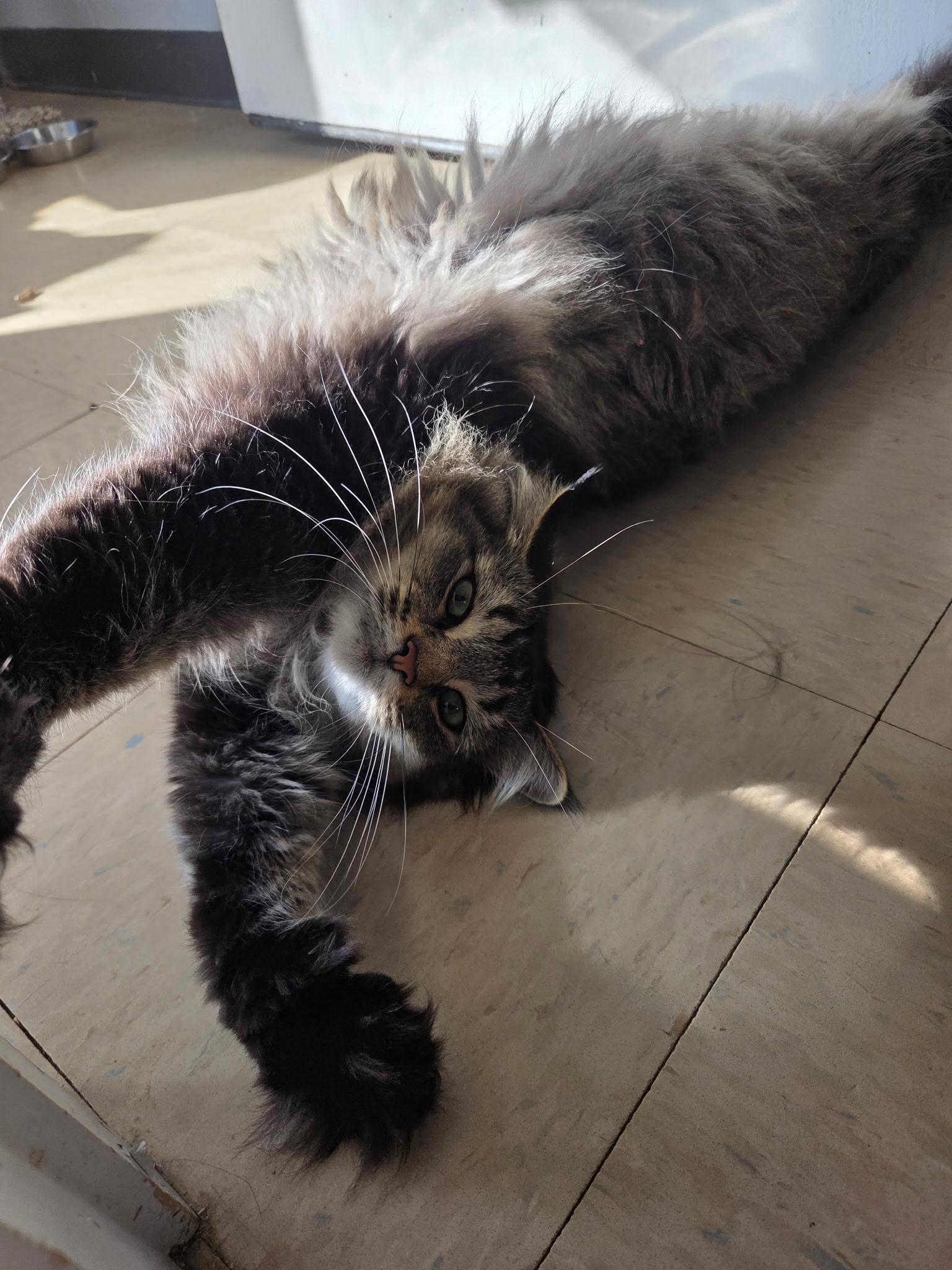 Enlarge Zahir, a Adoptable Domestic Long Hair in Warwick, RI image 3/5