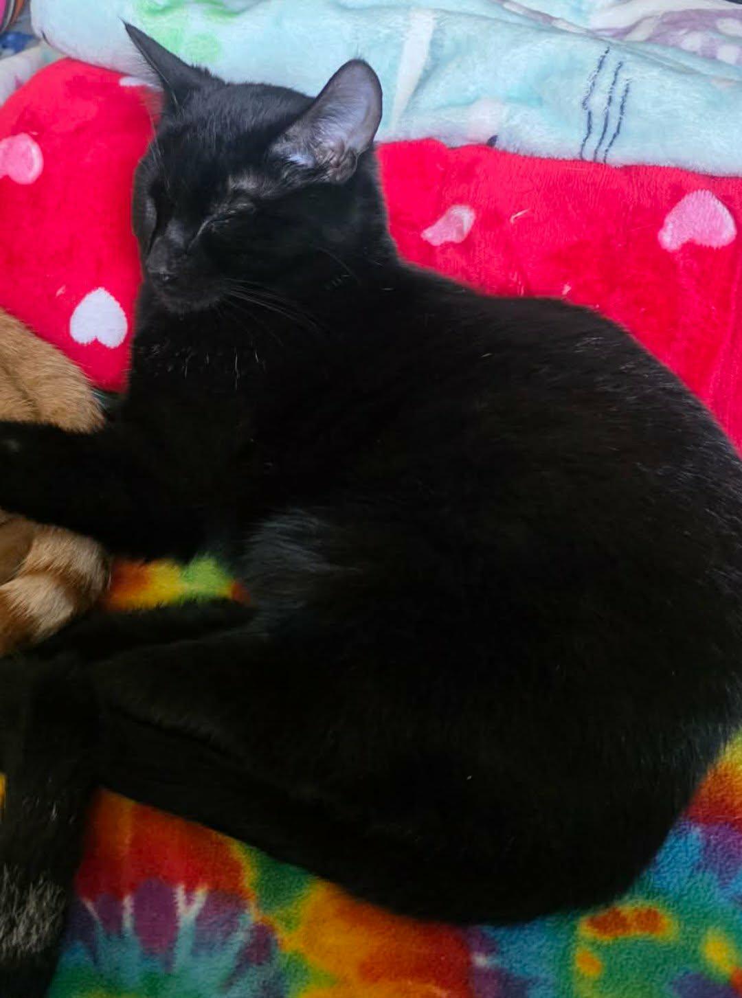 Enlarge Brina, a ADOPTABLE Domestic Short Hair in Morgantown, WV image 2/3