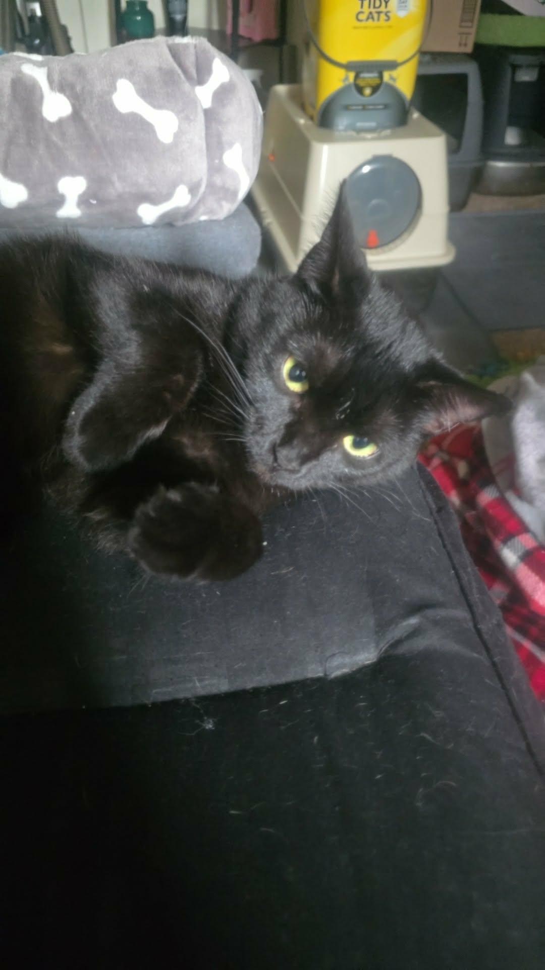 Enlarge Brina, a ADOPTABLE Domestic Short Hair in Morgantown, WV image 1/1