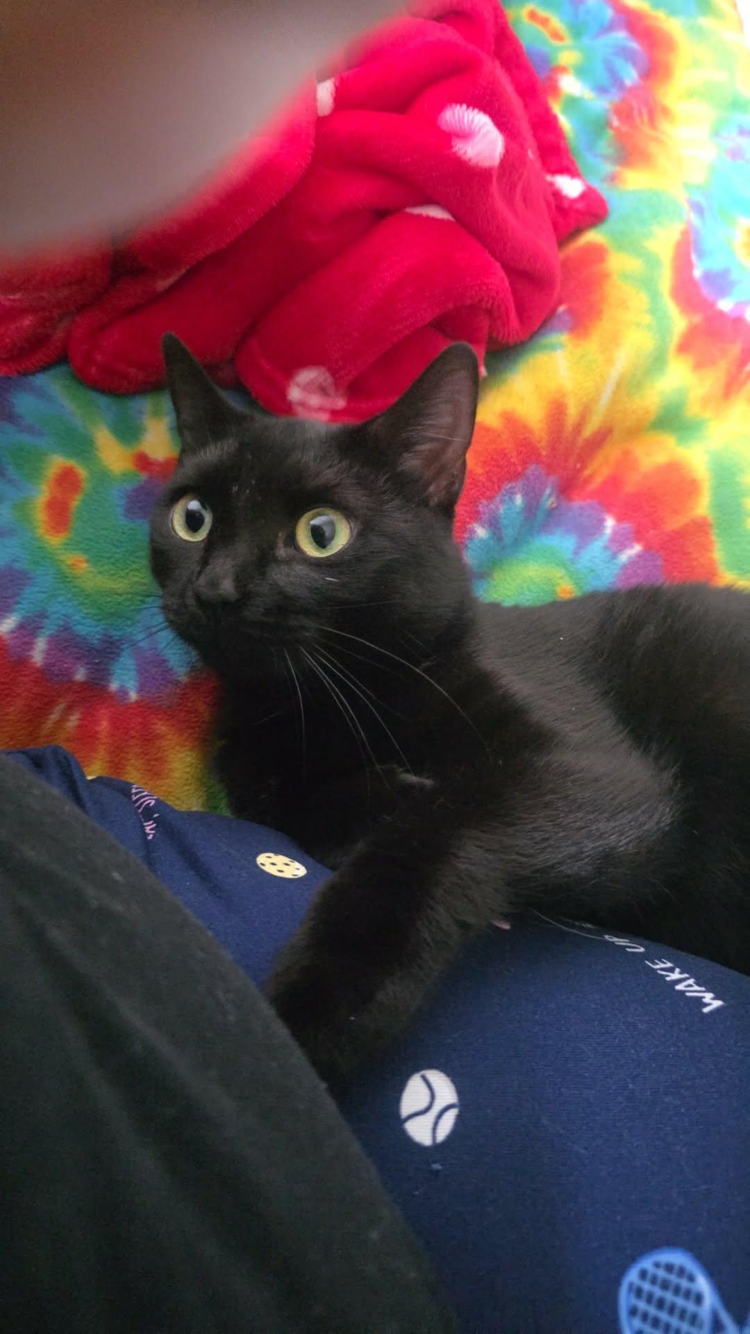 Enlarge Brina, a ADOPTABLE Domestic Short Hair in Morgantown, WV image 3/3