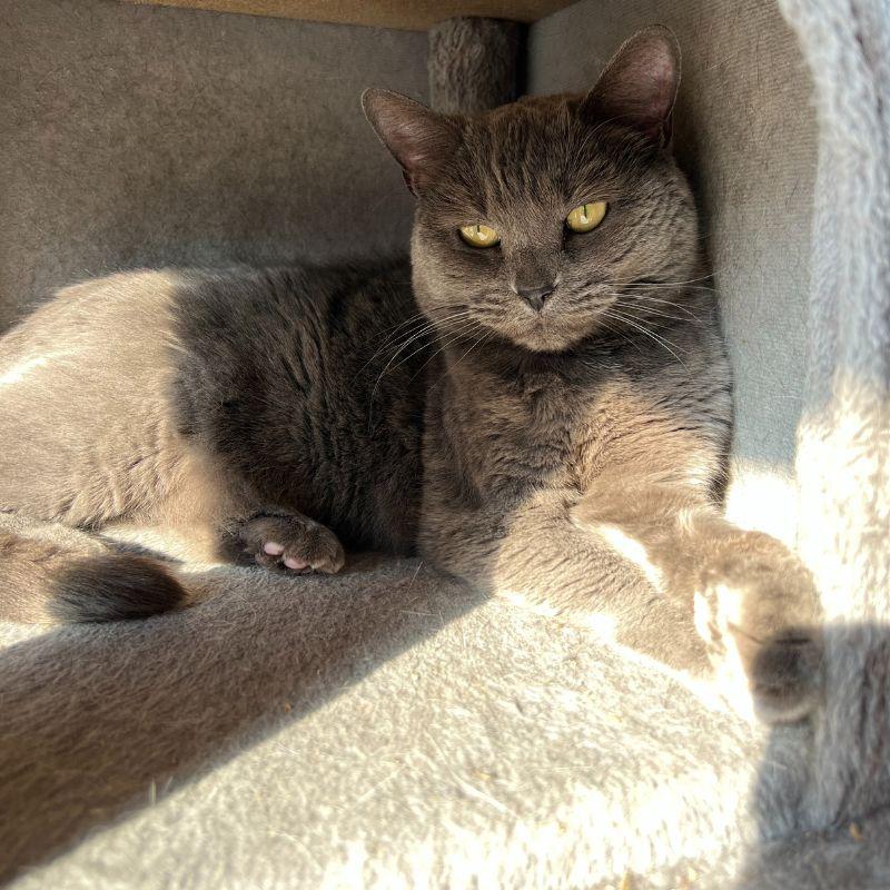 Grape Salad, ADOPTABLE, Adult Female Domestic Short Hair.