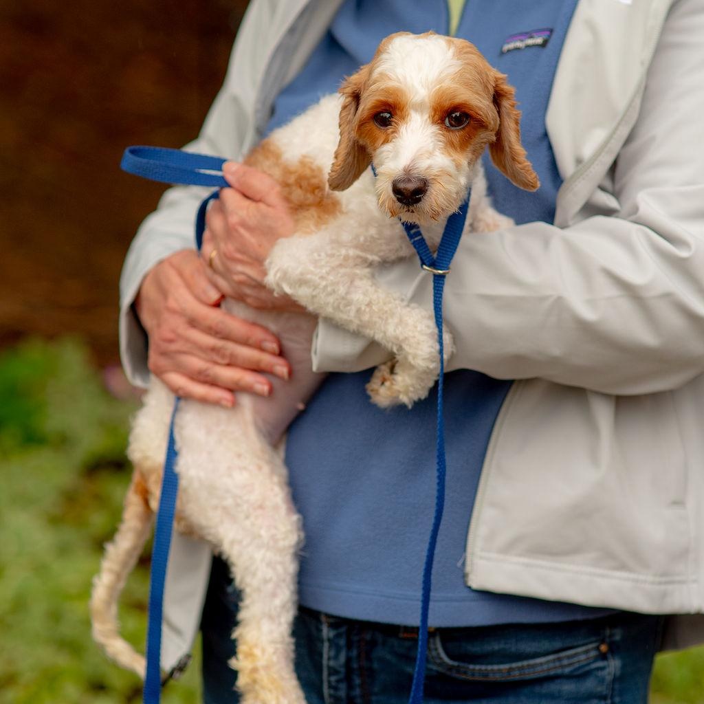 Enlarge Bella, a Adopted Cavapoo in Chester Springs, PA image 3/4