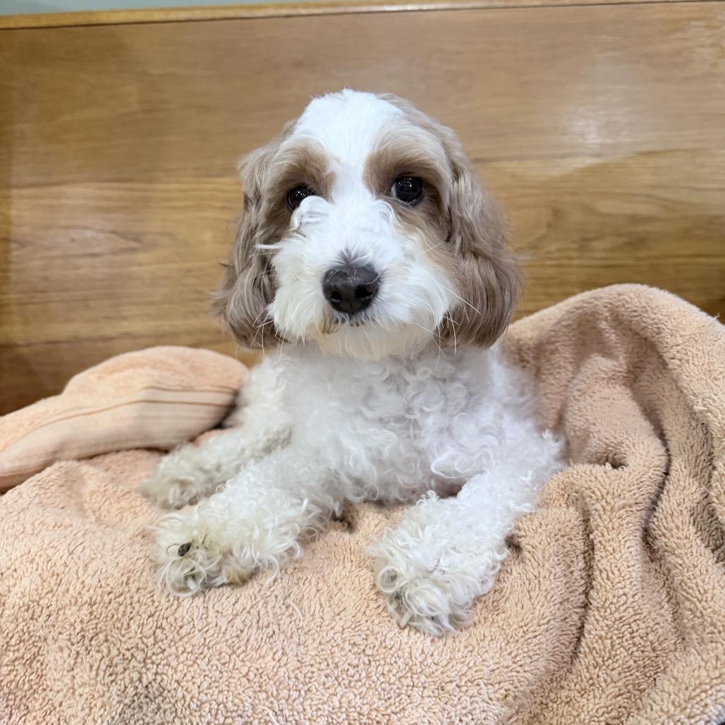 Bella, Adopted, Adult Female Cavapoo.