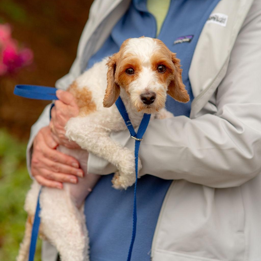Enlarge Bella, a Adopted Cavapoo in Chester Springs, PA image 2/4