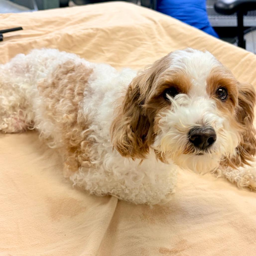 Enlarge Bella, a Adopted Cavapoo in Chester Springs, PA image 4/4